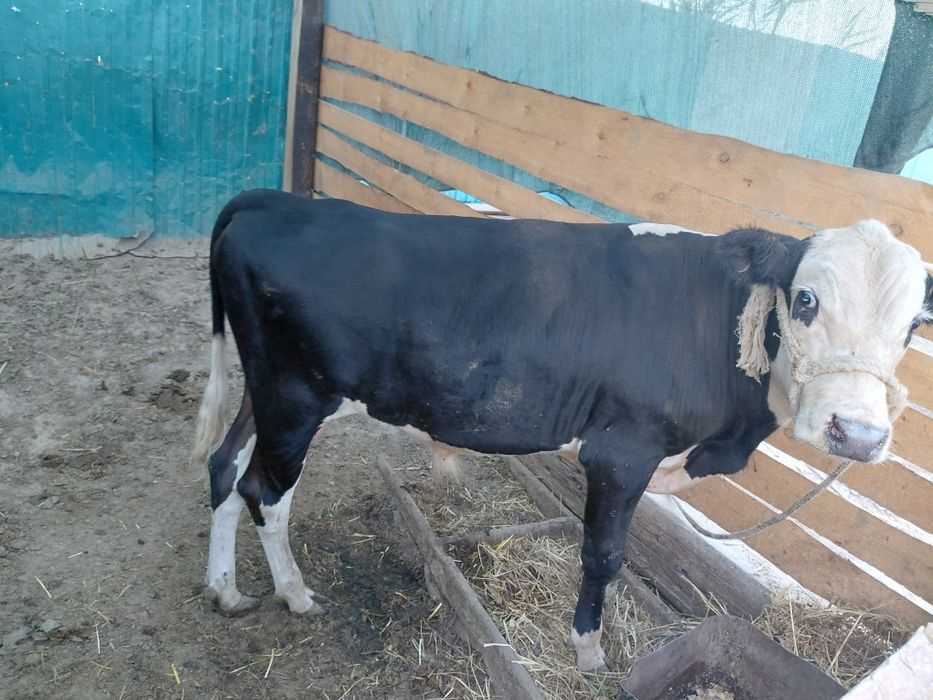 Баспак 1.5 жасар