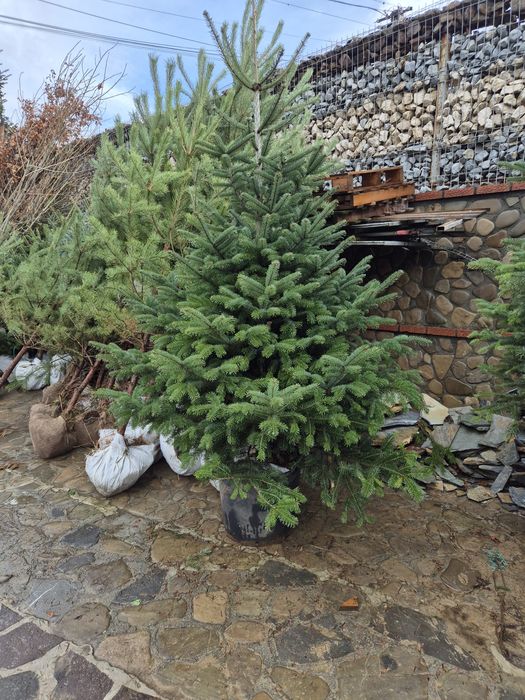 Brazi verzi si argintii