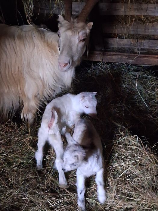 Vând 2 capre cu 4 iezi