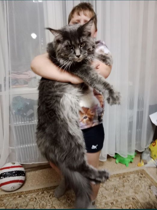 Девочка Мейн-кун