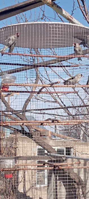 Продаются щеглы певчие