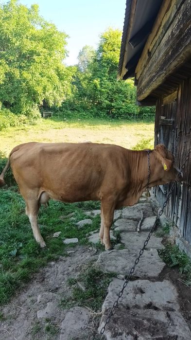 Vînd vacă de 3ani și jumătate