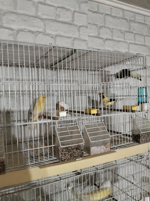 Pui canari  pui canari