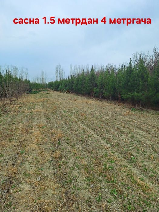 Сасна. Туя зелёный забор учун Можовелник , хлма хил турда.