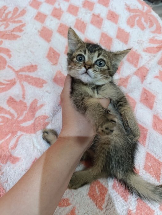 Продается котёнок девочка Скоттиш страйт.
