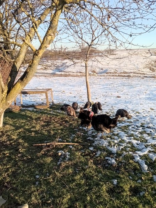 Vând curci  de anul acesta