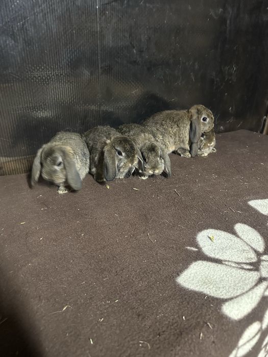 Iepuri berbec german pitic