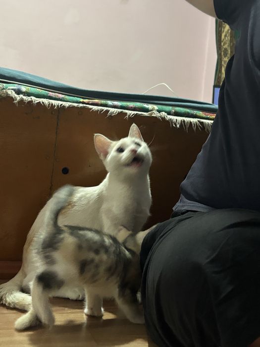 Пропал кот белый