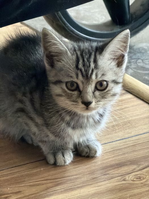 Отдам котят в хорошие руки