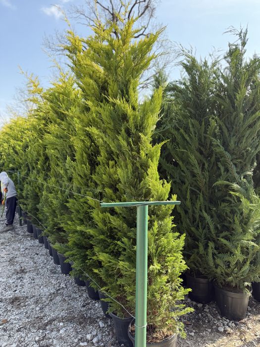 Vand leylandi/leylandi gold calitate extra diferite dimensiuni