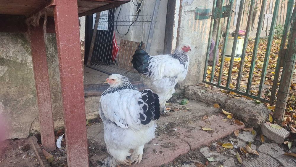 Vand  Brahma Herminat Deschis si Cochinchina Bobat