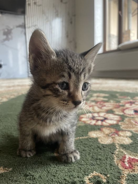 Продается кошки хорошие