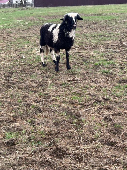 Berbecuti brezi de vanzare