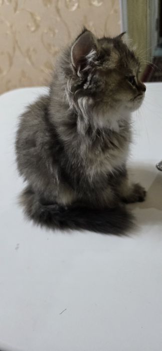 Продаётся    породистая  кошечка .  3 месяца  породистая  умная Боня
