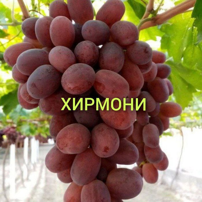 Optom Ko'chatlar navoiy xatirchida