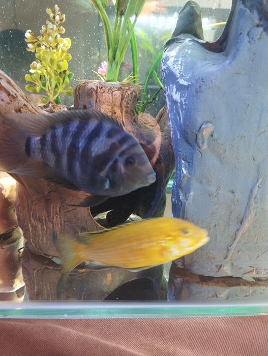 Продаю  аквариума с рыбами 200 л аквариум