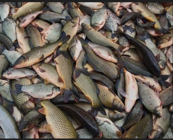 Для рыбалки Kastingovaya set