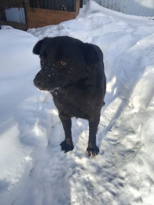 Мальчик, 1,5 года.