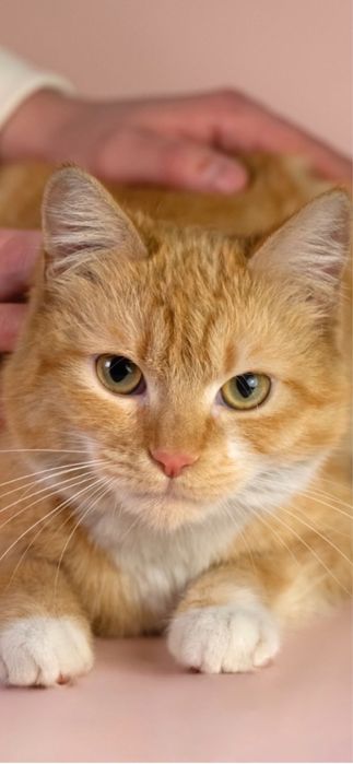 Бро Броша Брошенька