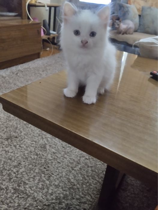 Котята ищут хозяев