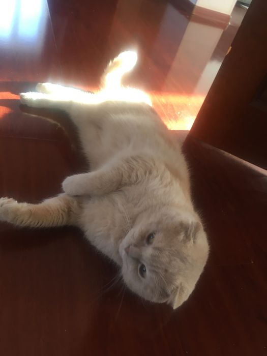 Шатландец, вислоухий кот