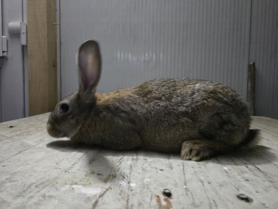 Alb Pannon Hycole Francez iepuri de carne