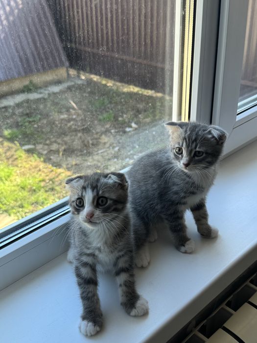 Продам котят в добрые руки