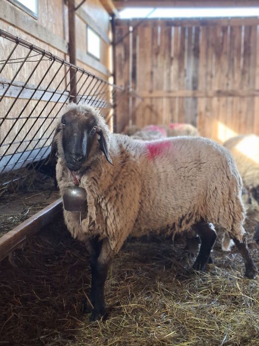 Berbec carabas. Vârsta 3 ani