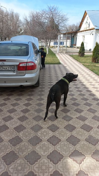 Кобель ищет подругу для вязки