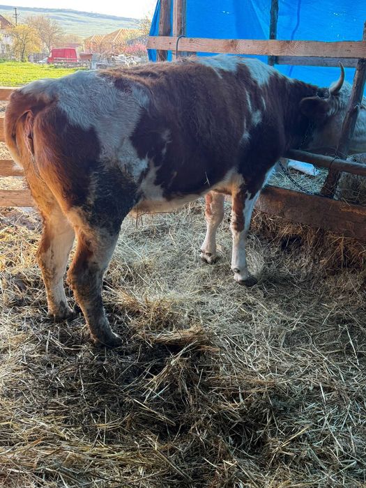 Vaca de vanzare juninca