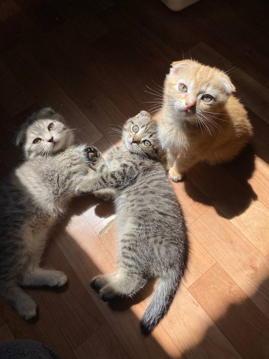 Котята шотландские вислоухие