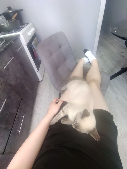 Сиамская кошка 1
