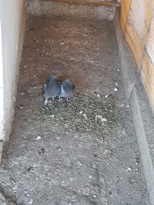 Vánd porumbei  voiajori  puii  urgent