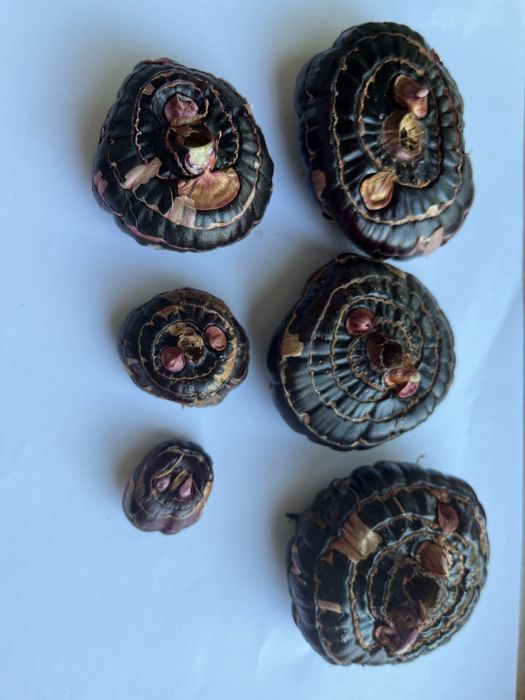 Луковицы гладиолусов «Аскары»