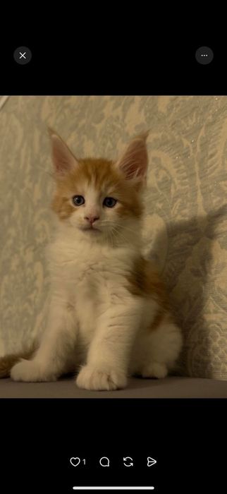 Продаю чистокровные Мейн-кун с родословной