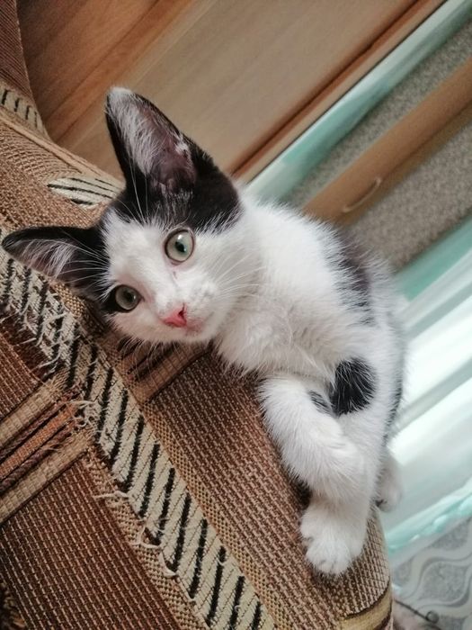 Отдам котят, в хорошие руки