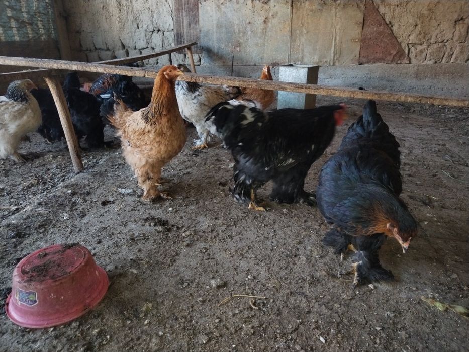 Брама тоза хуроз ва товуклари