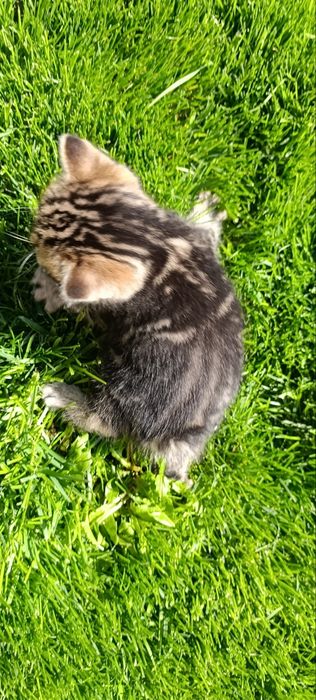 Продажа котёнок девочка родилась 31июля