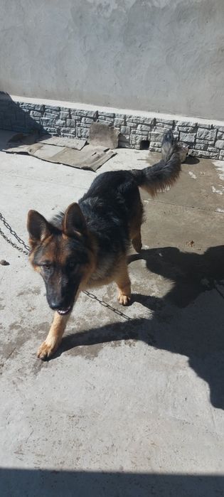 Продам немецкую овчарку