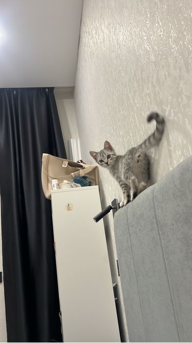 Котенок бесплатно