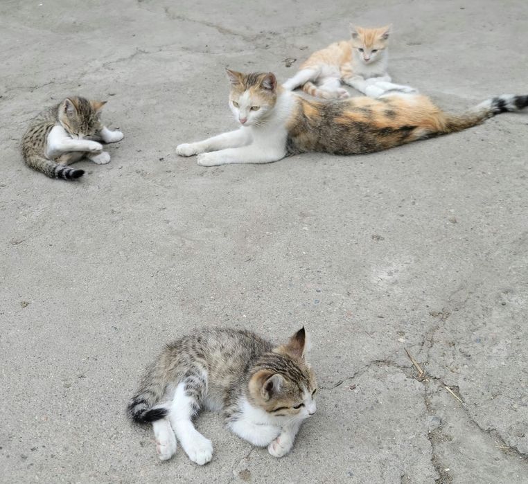 Отдадим котят в хорошие добрые руки