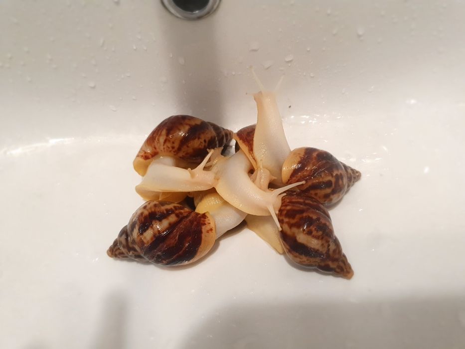 Улитки ахатина ретикулята альбино