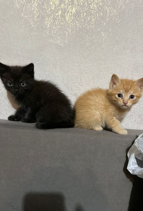 Отдам котят в добрые руки