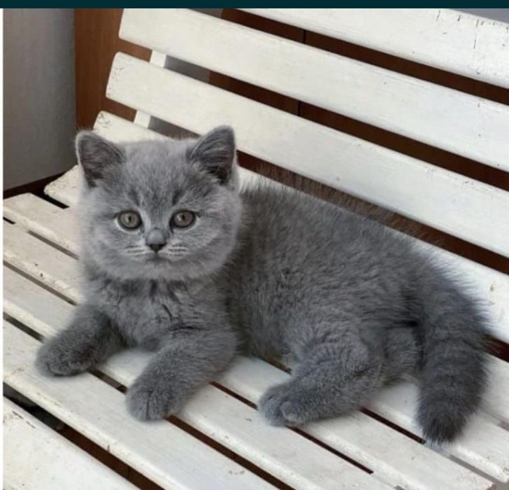 КоТики и КоШечКи  британские