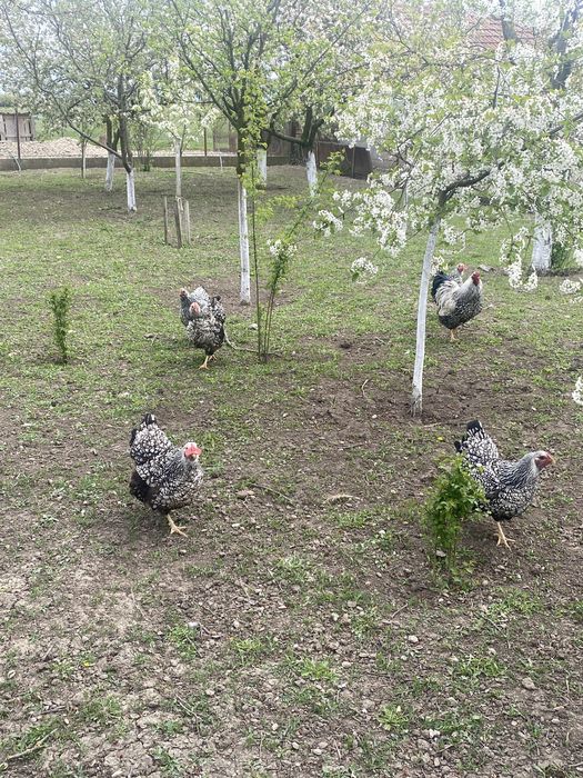 Oua pentru incubat Wiandotte