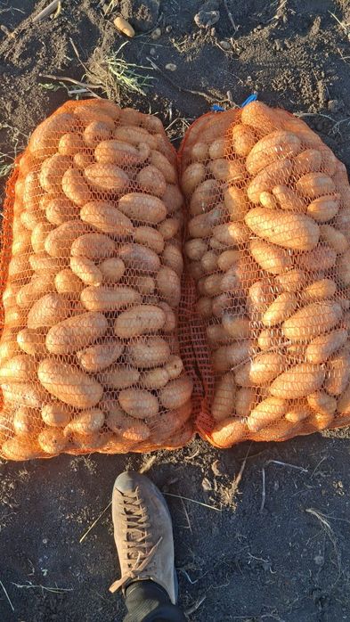 Cartofi de consum și de sămânță