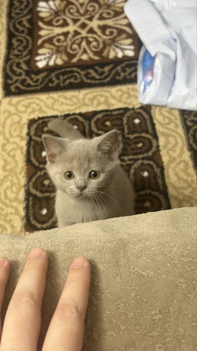 Продается Котенок лилового окраса !