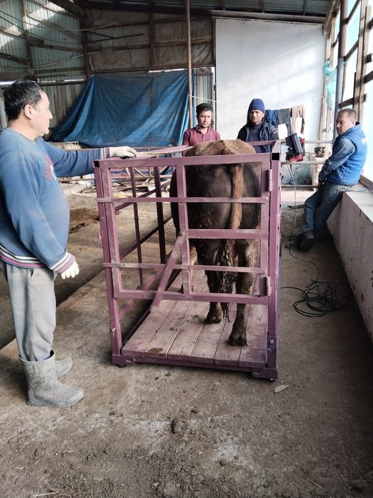 Asalomu alekum mol tarozilar bor