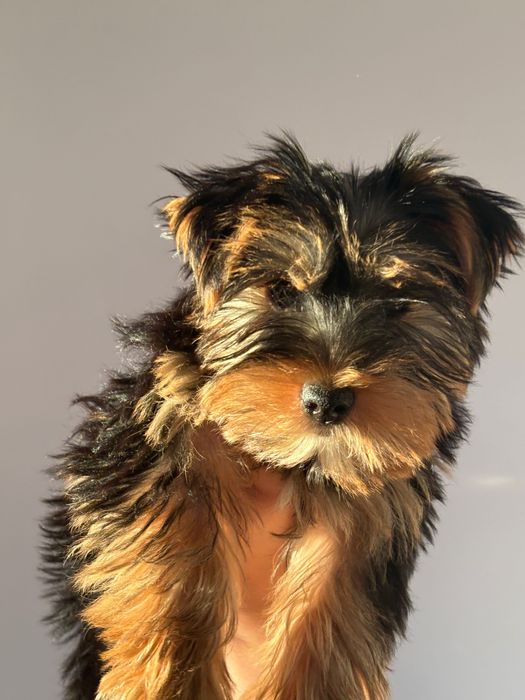 Йоркширски териер