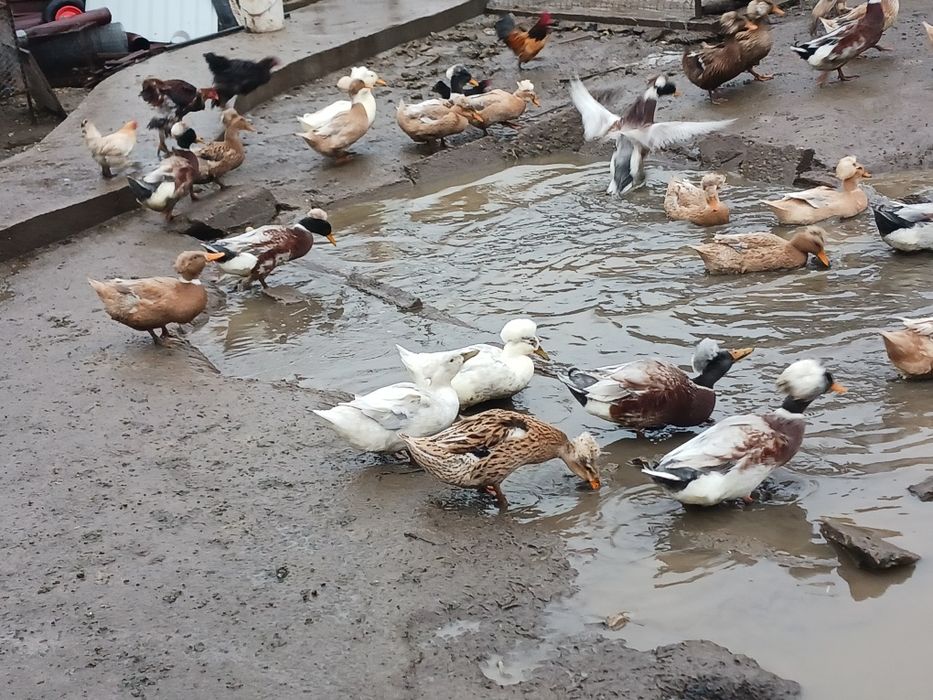 Rate românești moțate